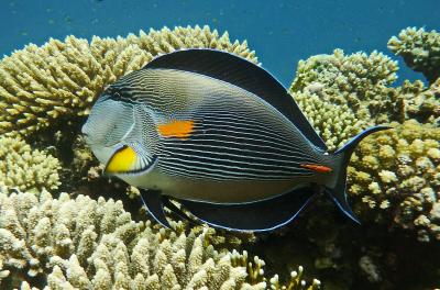 Acanthurus_sohal_-_Arabischer_Doktorfisch-_Аравийская_рыба-хирург_DSCF9129WI.jpg