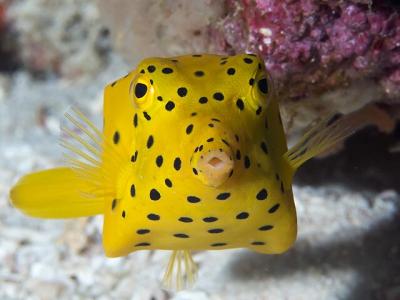 Yellow_boxfish_(Ostracion_cubicus)_(46722836601).jpg