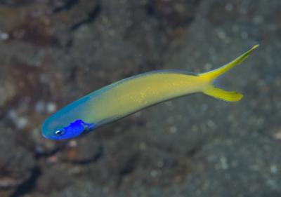 Bluehead-Tilefish-Hoplolatilus-starcki-photo-by-Mark-Rosenstein-Source-iNaturalist.jpeg