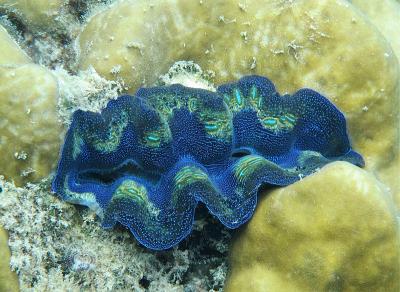 800px-Tridacna_Crocea_Lamarck,_1819.jpg