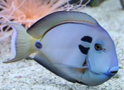 acanthurus-tennenti-1.jpg