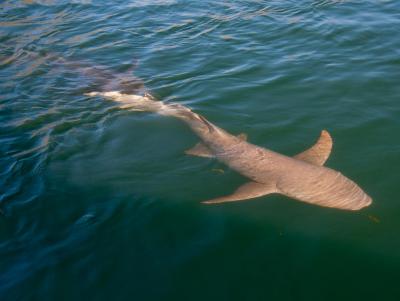 Nebrius_ferrugineus_broome.jpg