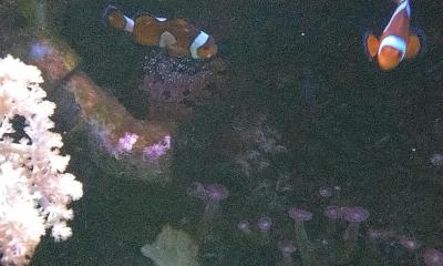 клоун и икра .jpg