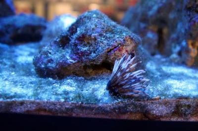 DSC03145_новый размер.JPG