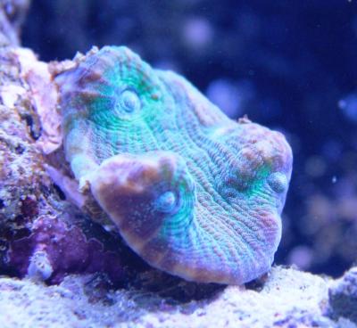 mycedium-march.JPG