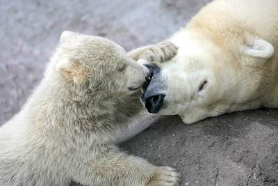 polar_bears_moscow_zoo.jpeg