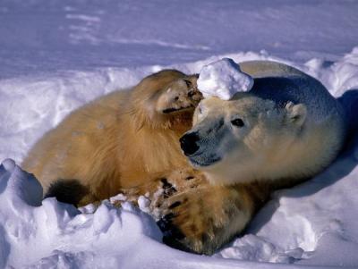 endangered10-polar-bear-snowball_24060_600x450.jpeg