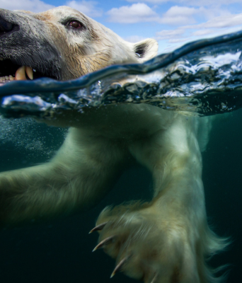 Paul-Souders-Polar-Bear-2.png