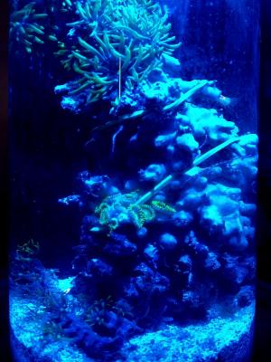 pico 0.8 01032015 1.jpg