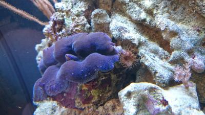 Айптазия с тридакной.JPG