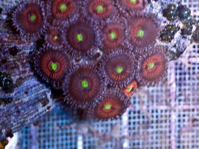 zoas19.jpg