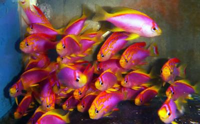 P.-ventralis-coral-sea.jpg