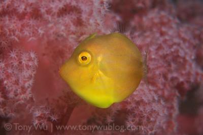 filefish.jpg