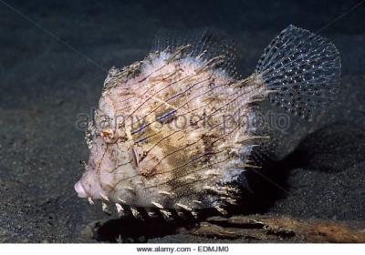 leafy-filefish-edmjm0.jpg