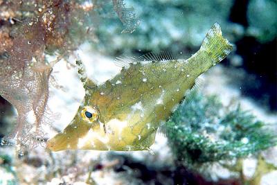 slender-filefish.jpg