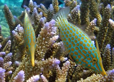 filefish-e1338673167135.jpg