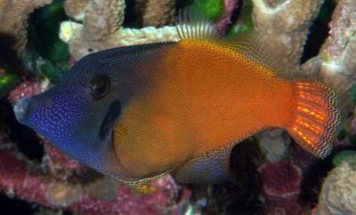 Blackheaded-Filefish2.jpg