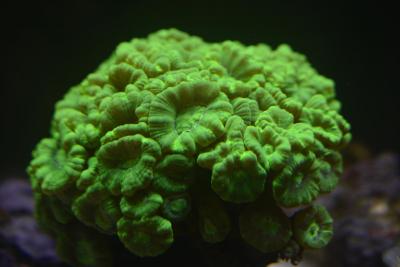 Маленький кустик.jpg