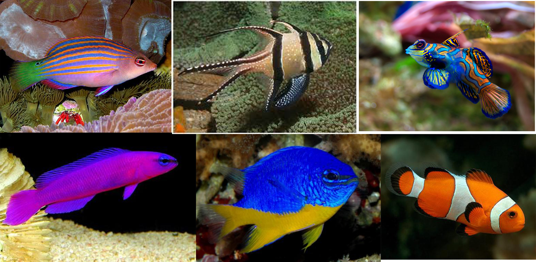 рыбки змейки название и аквариумные фото