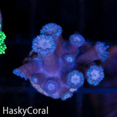 blue-goni.jpg