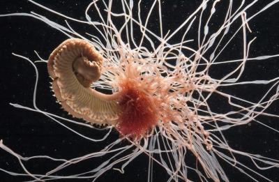 element_2_spaghetti_worms_in_aquariums_-view-here.jpg