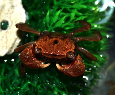 ribdom_ru-krab-mangrovyy-4-5sm-sesarma-sp.jpg