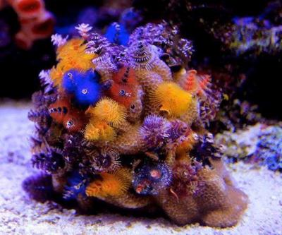 christmas-tree-worm-rock-porites1.jpg