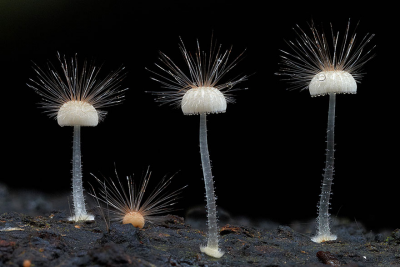 mushroom-world.png