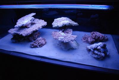 aquascape6.jpg