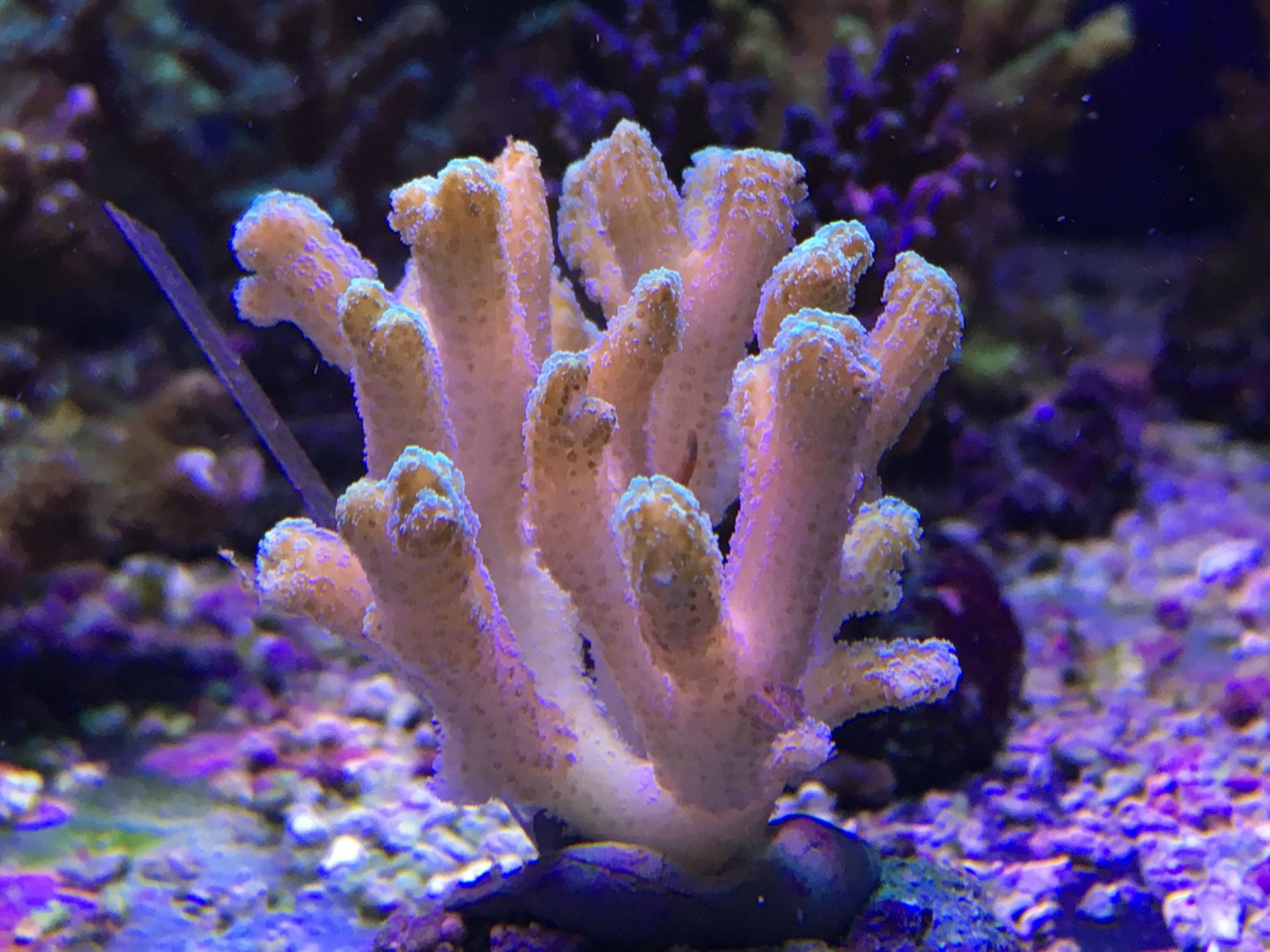 Коралловые полипы актинии