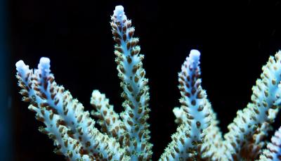 coral_worm_1170.jpg