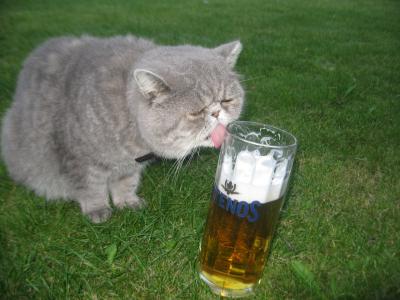 Cat_Beer.jpg