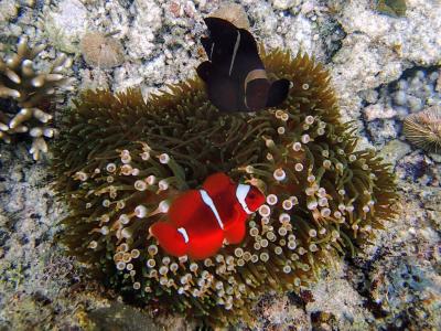 Premnas biaculeatus Maroon Clownfish6_1024x768.jpg