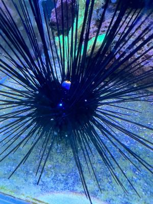 sea ​​urchin 2.jpg
