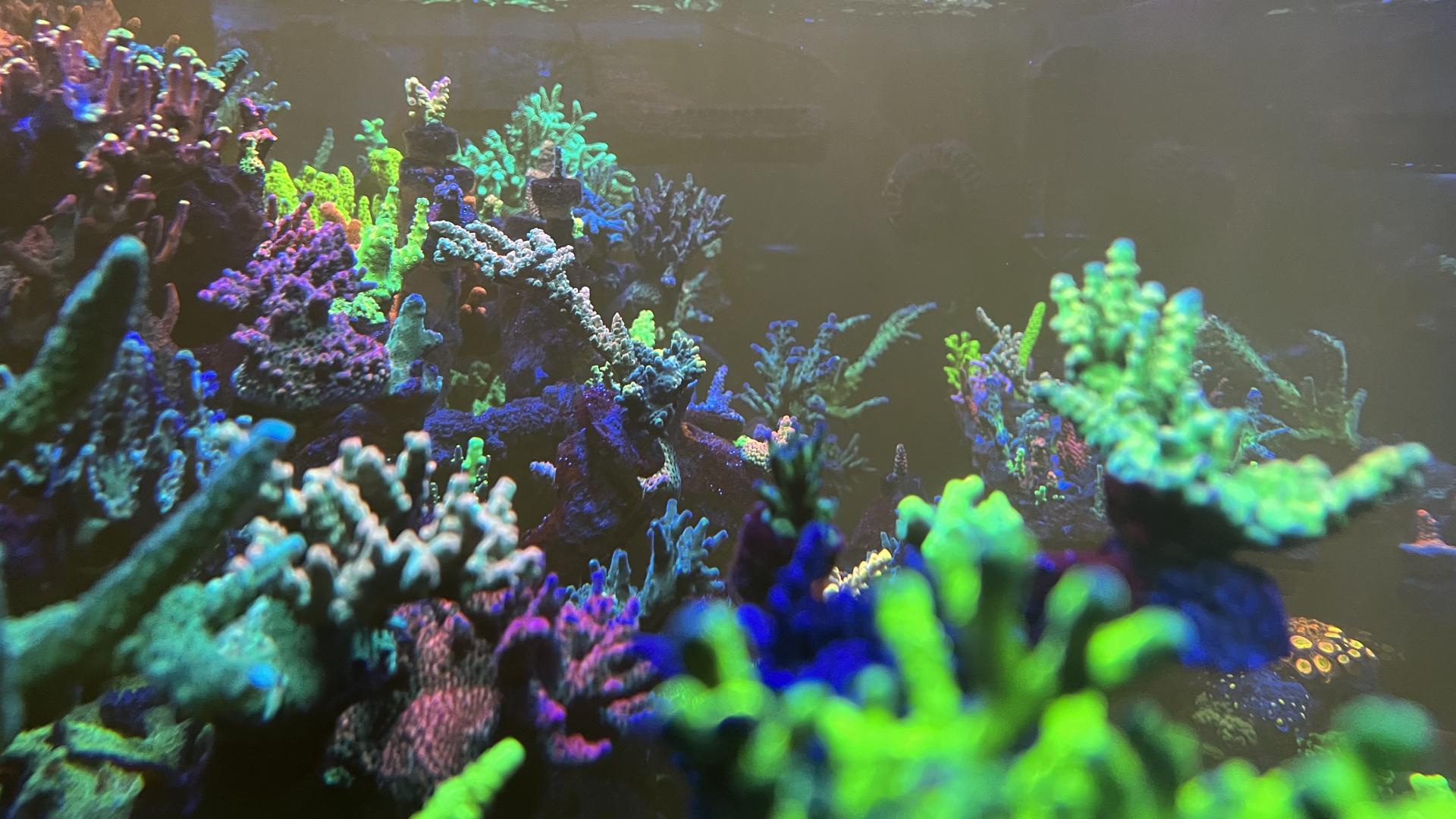 Кораллы в морской аквариум: мягкие, LPS, SPS