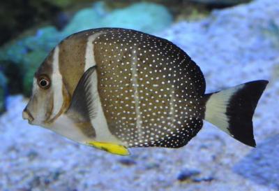 Acanthurus_guttatus_SI2.jpg