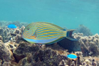 Lined_surgeonfish_Acanthurus_lineatus_(striped_surgeonfish)_(5849453394).jpg