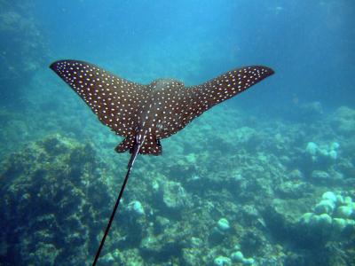 Spotted_Eagle_Ray_(Aetobatus_narinari)2 (1).jpg