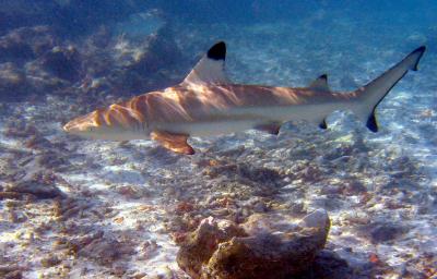 Blacktip_reef_shark.jpg