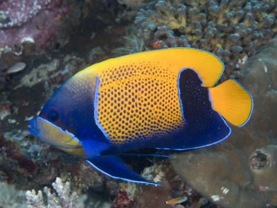 Bluegirdled_angelfish_(Pomacanthus_navarchus)_(46982094954).jpg