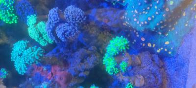 IMG_20250216_213615.jpg