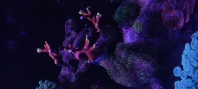 IMG_20250324_160704_2.jpg
