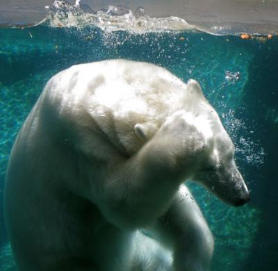 cant-believe-I-did-that-polar-bear-water-zoo-cold-white.jpg