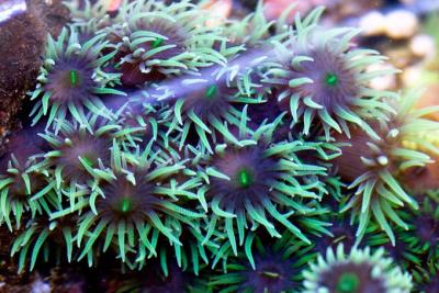 Black-sun-coral-closeup.jpg
