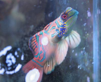 мандарин 1.JPG