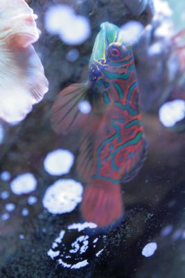 мандарин 2.JPG