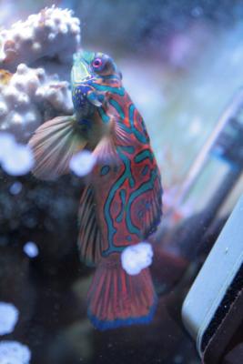 мандарин 3.JPG