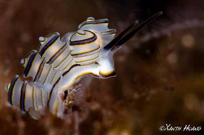 Donut Nudibranch.jpg