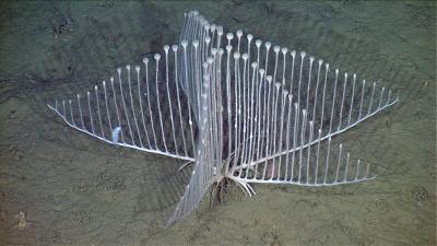 Carnivorous Harp Sponge.jpg