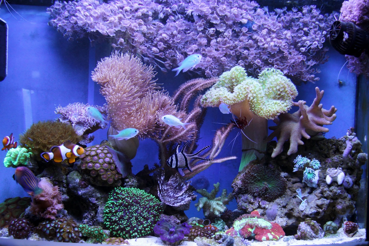 Аквариум Nano Reef